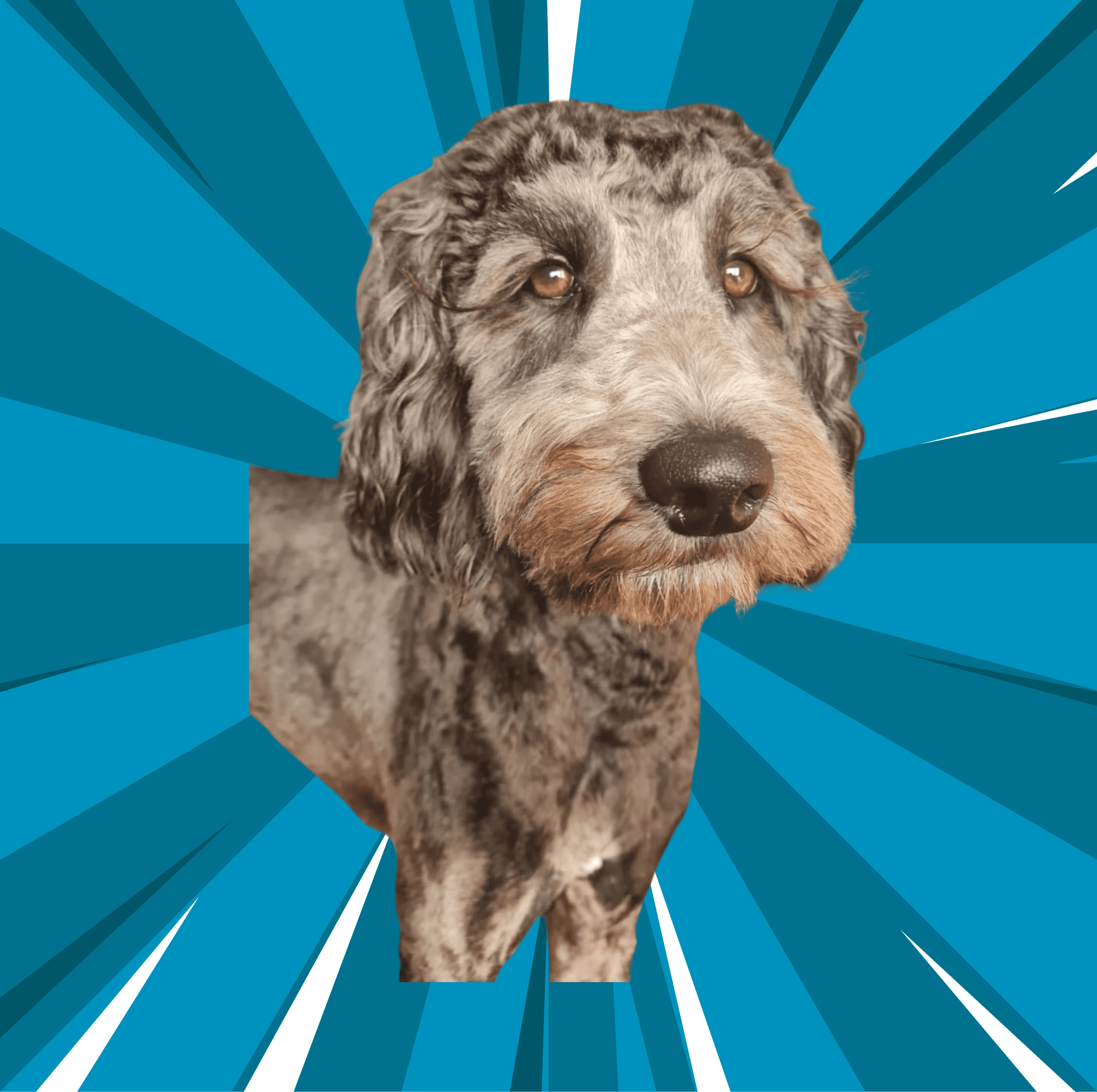 Phoebe the dog